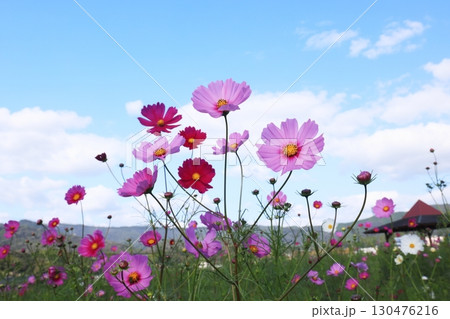 コスモス畑6438 130476216