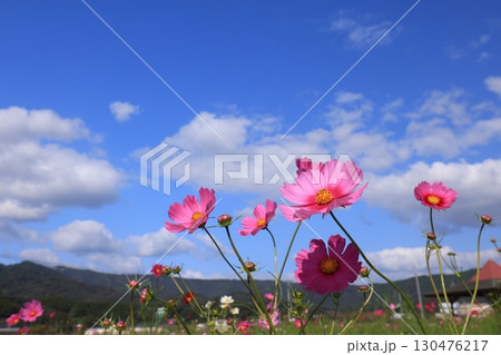 コスモス畑6445 130476217