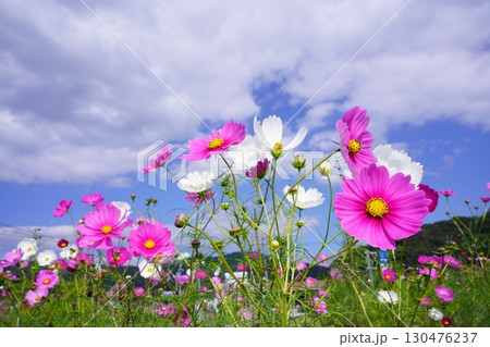 コスモス畑6046 130476237