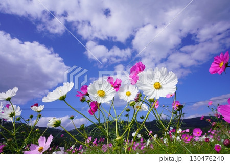 コスモス畑6052 130476240