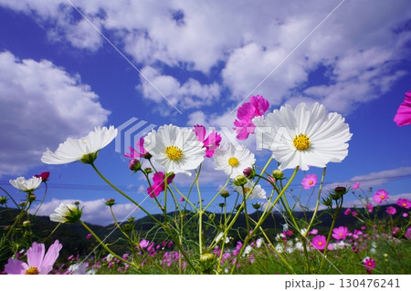 コスモス畑6055 130476241