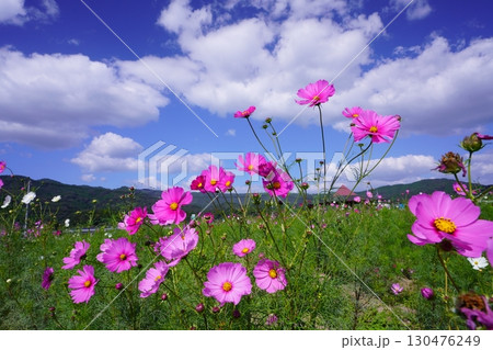 コスモス畑6098 130476249
