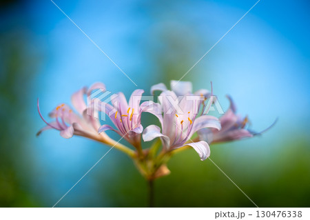 青空に映える夏水仙の花 130476338
