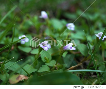 ウリクサの花 130476452