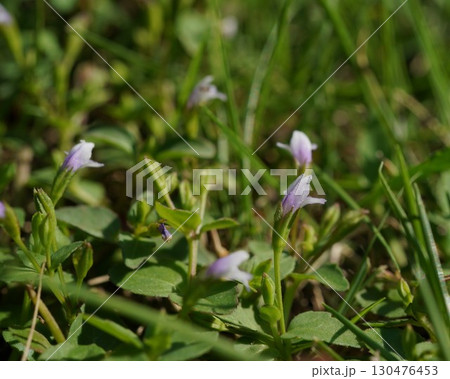 ウリクサの花 130476453