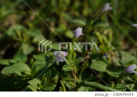 ウリクサの花 130476454