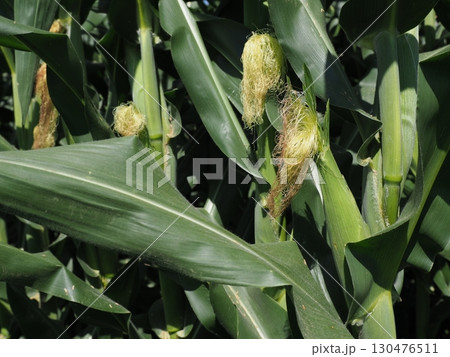とうもろこしのひげ 130476511