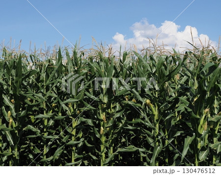 夏空ととうもろこし 130476512
