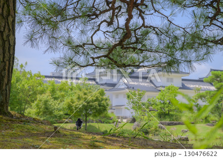 富山城 高画質 背景素材 富山城 高画質 背景素材 130476622