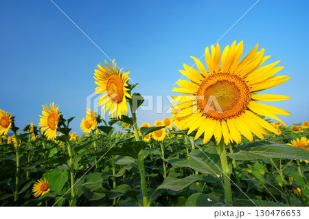 ひまわり畑65 ひまわり畑65 130476653