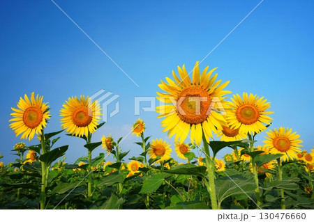 ひまわり畑80 130476660