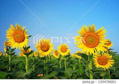 ひまわり畑83 130476661