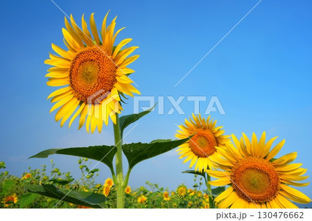 ひまわり畑85 130476662