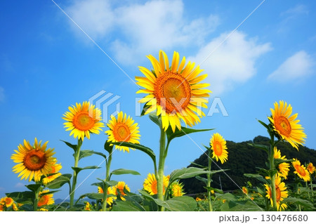 ひまわり畑147 130476680