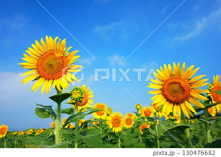 ひまわり畑153 130476682