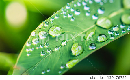 Closeup drops of dew in morning glow sunshine. Beautiful green leaf, nature background textu 130476722
