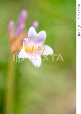 淡い光に包まれた夏水仙の一輪 130476790