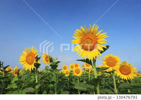 ひまわり畑3897 130476791