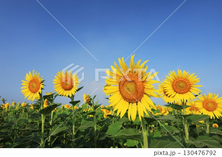 ひまわり畑3910 130476792