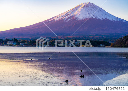 【富士山素材】冬の朝の河口湖から見た富士山【山梨県】 130476821