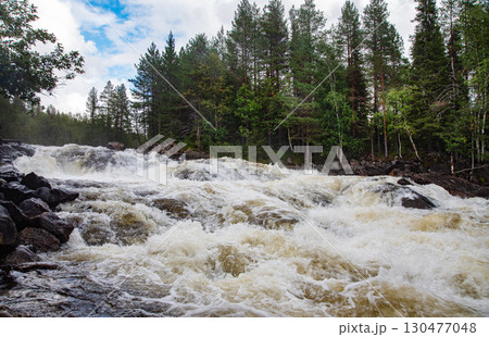 Wild river rapids surging through rocky terrain, surrounded by dense pine forest Wild river rapids surging through rocky terrain, surrounded by dense pine forest 130477048