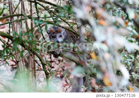 Unique monkey resting on branches in a lush forest during the early morning light 130477116