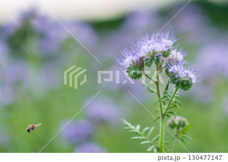 Busy bee pollinates purple flowers in a vibrant garden during late spring 130477147