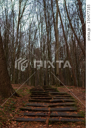 Staircase leads through trees in a serene forest during early evening hours Staircase leads through trees in a serene forest during early evening hours 130477185