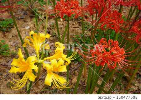 赤と黄色の曼珠沙華 赤と黄色の曼珠沙華 130477608
