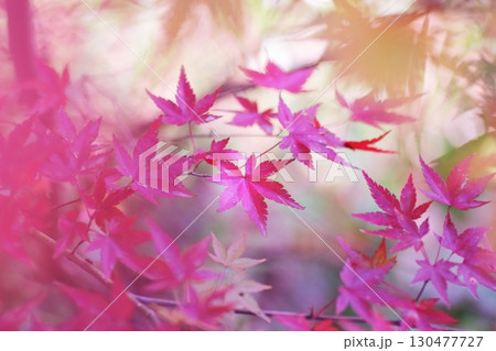 紅葉したモミジ 130477727