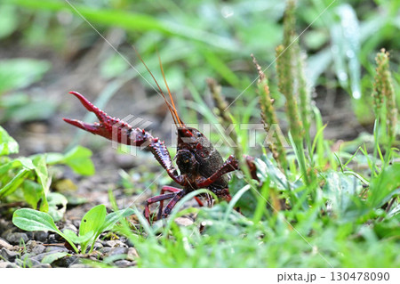 ザリガニのポーズ姿 130478090