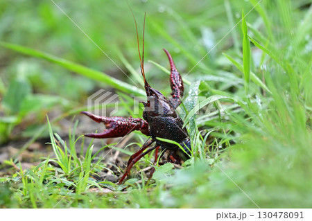 ザリガニのポーズ姿 130478091
