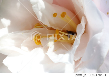白い山茶花 白い山茶花 130478401