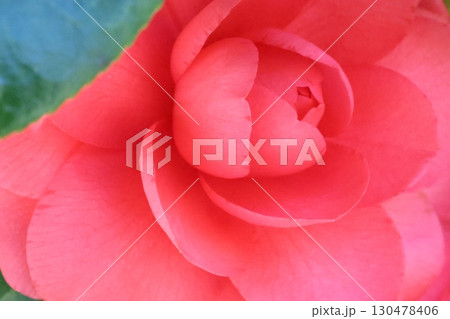 赤い山茶花 130478406