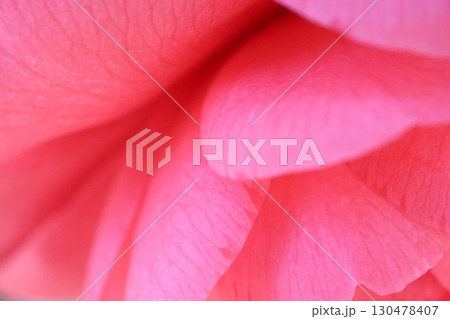 赤い山茶花 130478407