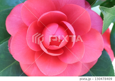 赤い山茶花 130478409