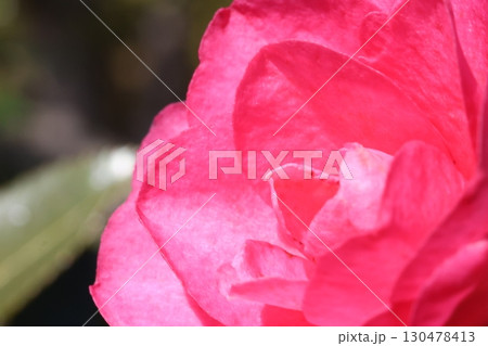 赤い山茶花 赤い山茶花 130478413