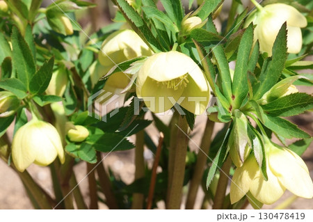 クリスマスローズの黄色い花 クリスマスローズの黄色い花 130478419