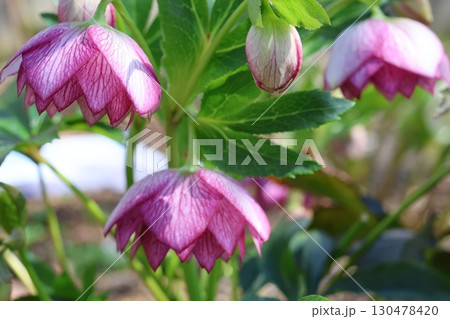 クリスマスローズの花が咲いています クリスマスローズの花が咲いています 130478420