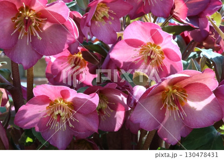 ピンク色の山茶花が密集して咲いています ピンク色の山茶花が密集して咲いています 130478431