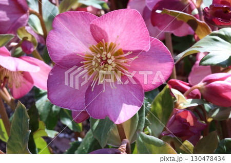 ピンクの山茶花 130478434