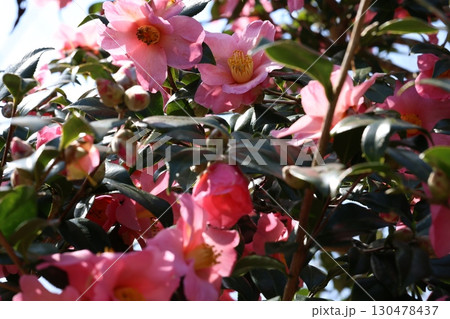 ピンクの山茶花 130478437