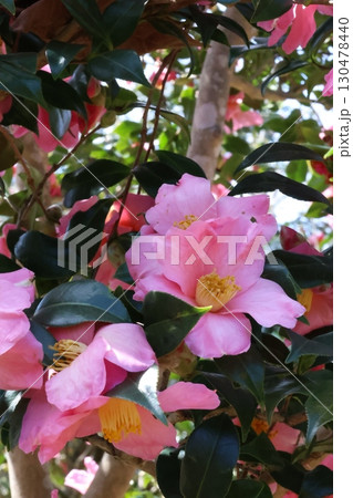 サザンカのある風景 130478440