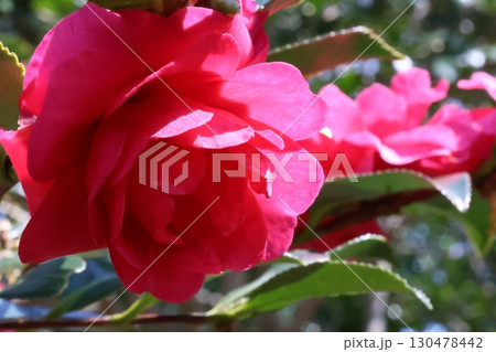 赤い山茶花 130478442