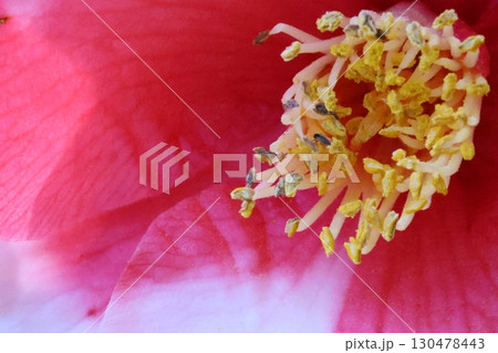 赤い山茶花 130478443