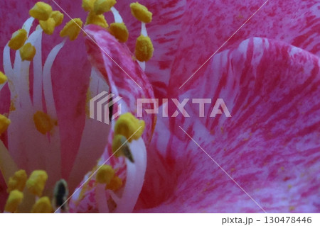 ピンクの山茶花 130478446