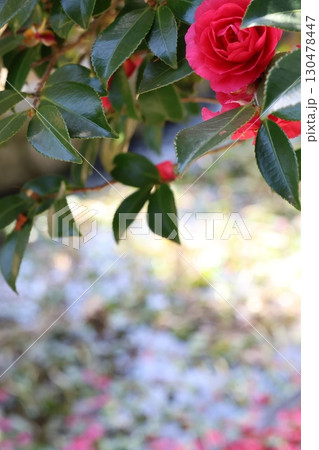 赤い山茶花 130478447