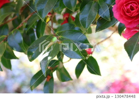 赤い山茶花 130478448