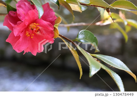 赤いサザンカの花 赤いサザンカの花 130478449
