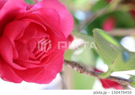 赤い山茶花 赤い山茶花 130478450